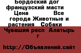 Бордоский дог ( французский масти)  › Цена ­ 50 000 - Все города Животные и растения » Собаки   . Чувашия респ.,Алатырь г.